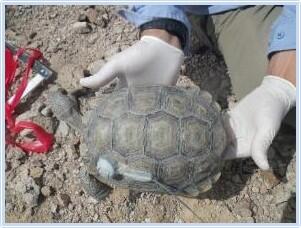 Desert Tortoise WERC