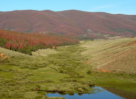 Destroyed Lodgepole Pine Forest, Northern Williams Range, CO. 