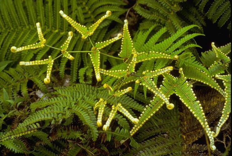Close-up of a native Hawaiian plant