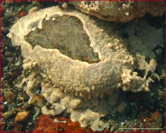 Image of Didemnum vexillum, marine invasive species