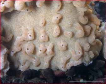 Image of Didemnum vexillum, marine invasive species