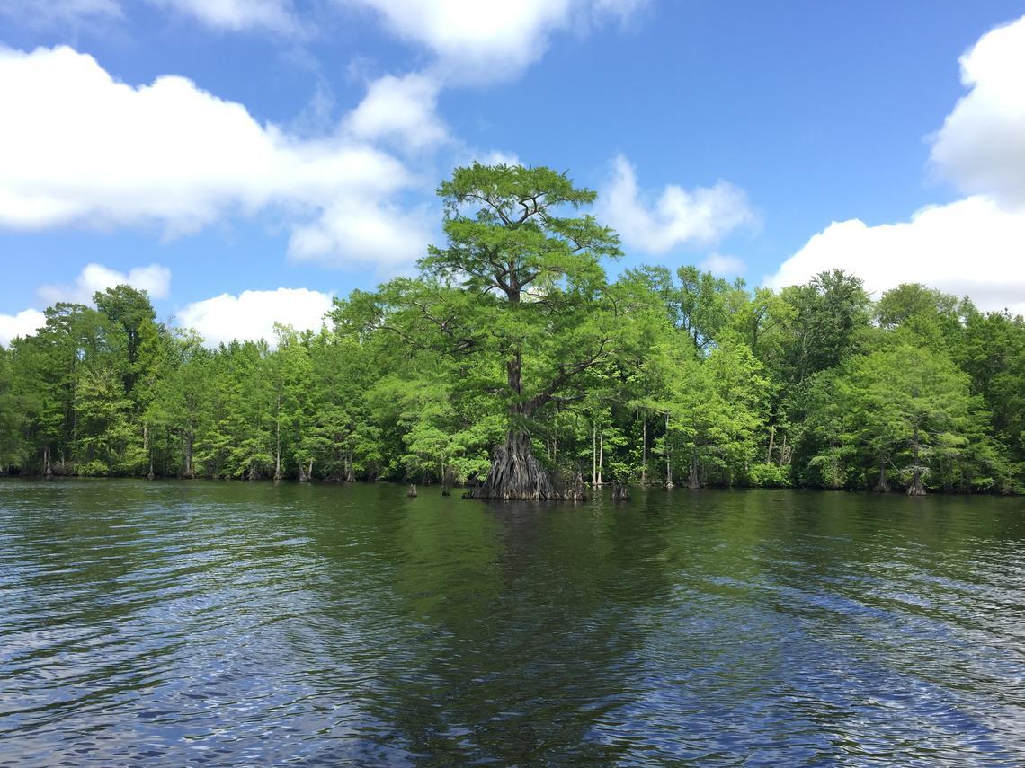 Great Dismal Swamp