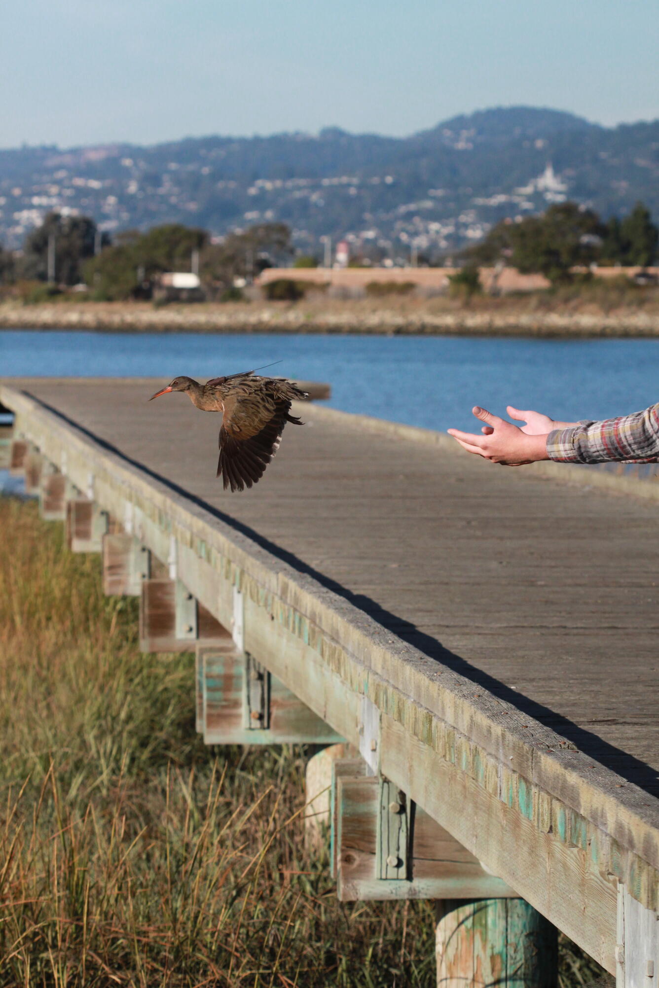 Dixon FS Ridgway's Rail transmitter release