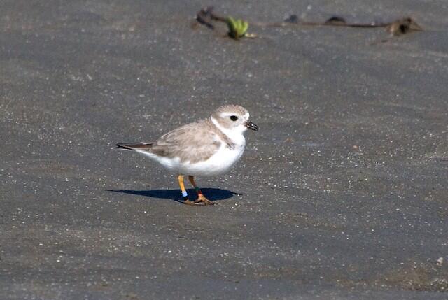 Piping plover in Louisiana