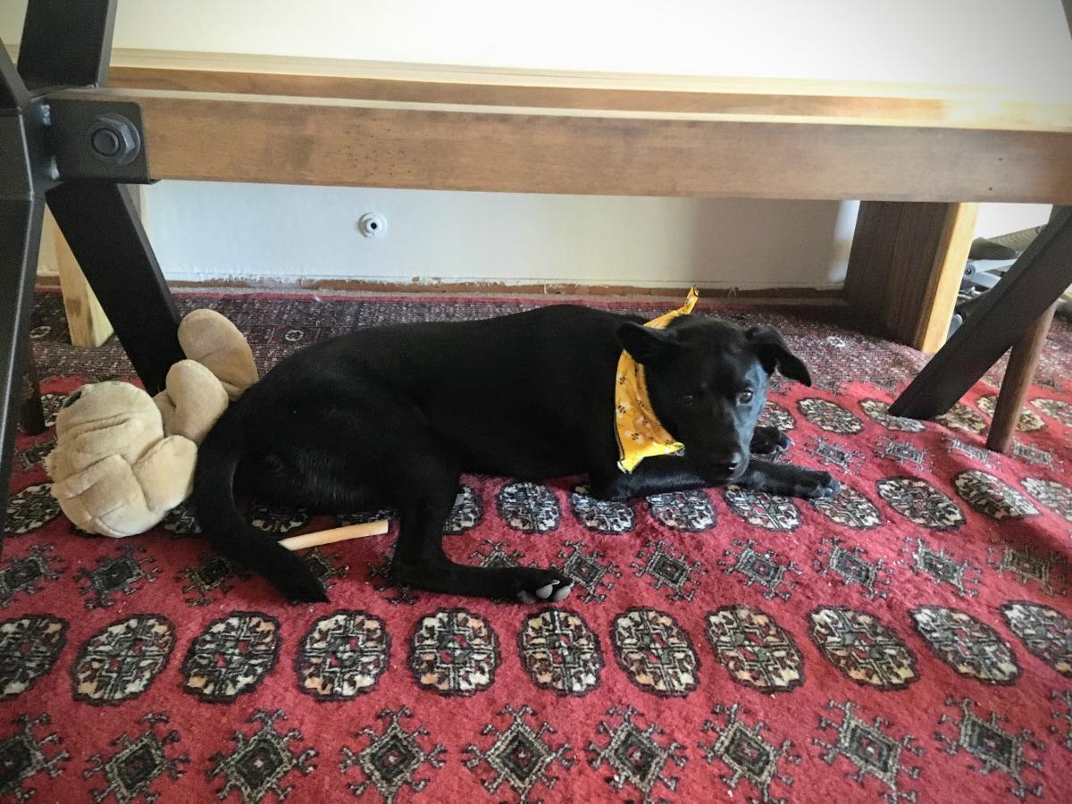 dog under table