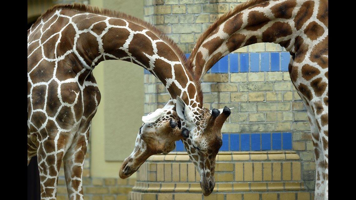 Giraffe Arch