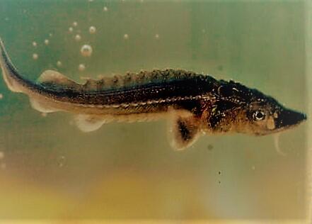 Early life stage white sturgeon swimming in a tank 