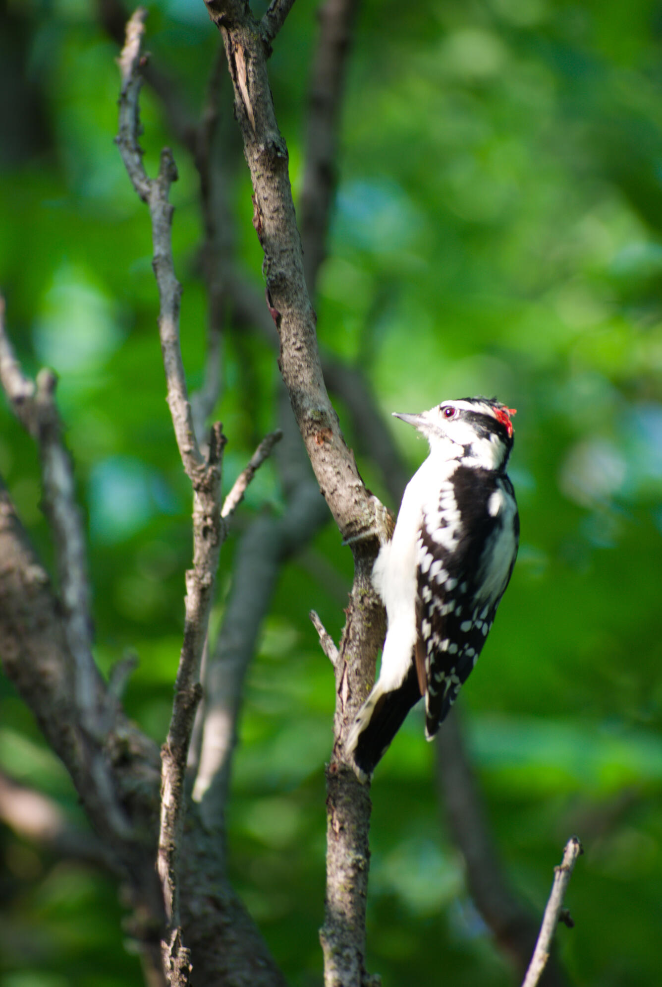 Color photo of Downy woodpecker