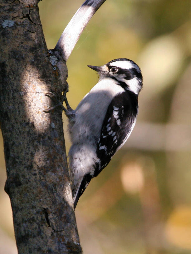 Bird on the side of a tree