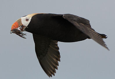 A Tufted Puffin with a fish meal flying back to its burrow