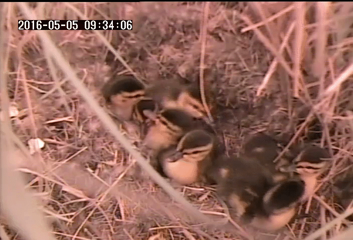 Eight mallard ducklings hop around their nest. One has a transmitter attached to its back.