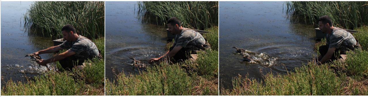 WERC technician releases ducklings 