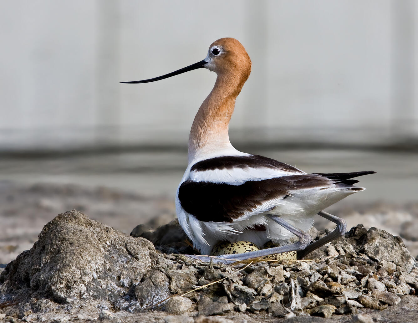 WERC American Avocet on nest with eggs