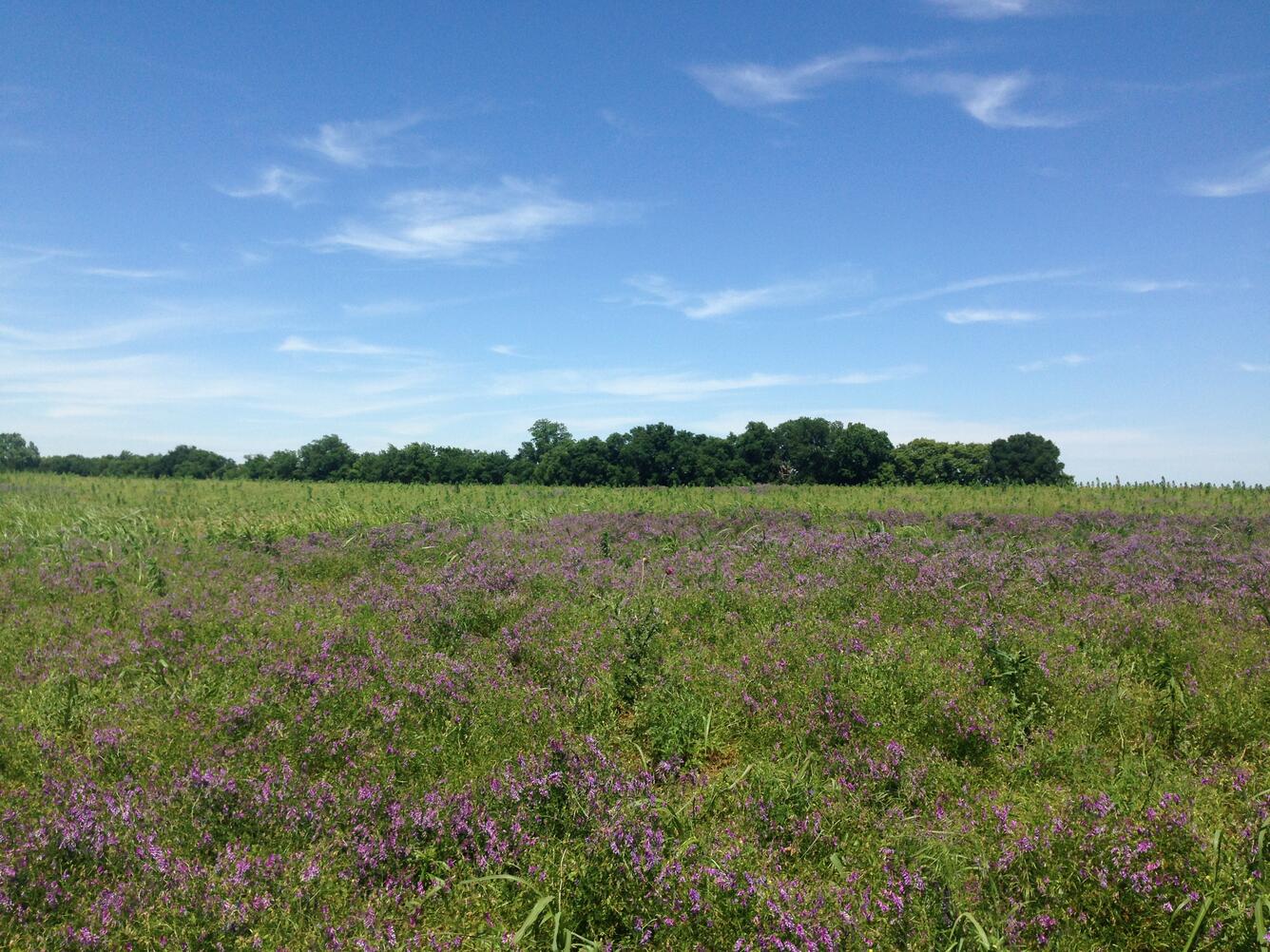 Tonkawa site east of the river