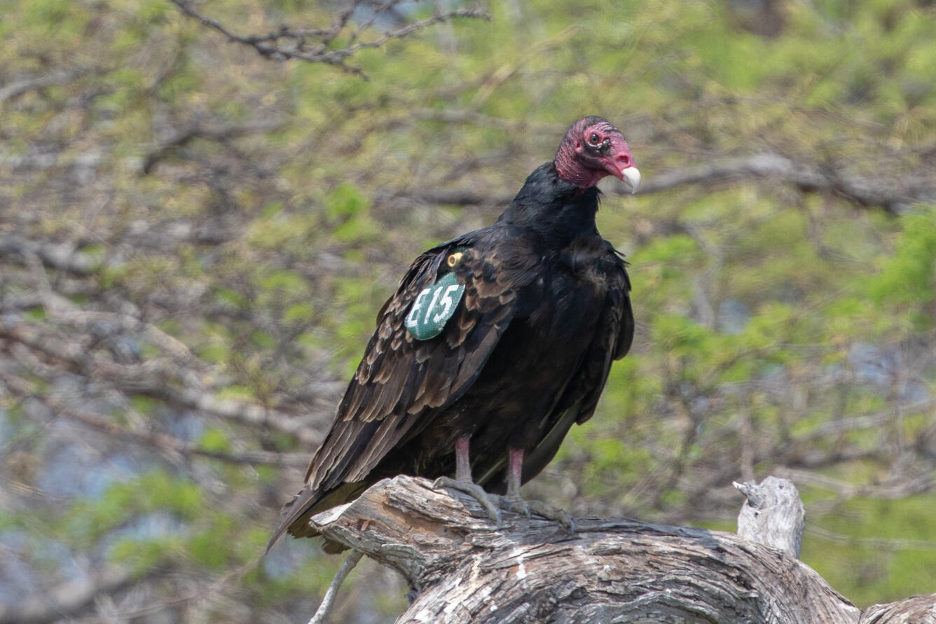 A turkey vulture perched on a branch with a green wing-tag that reads: E15