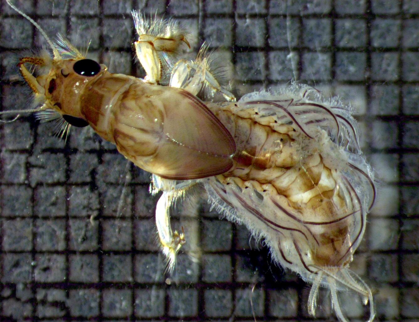 Ephoron album dorsal photo from the AXL laboratory in the Fort Collins Science Center.