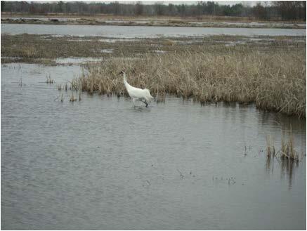Whooping Crane