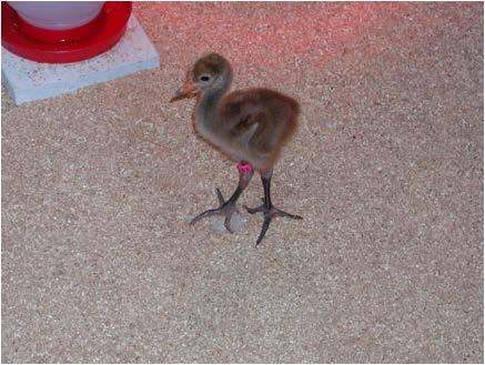 Whooping Crane Chick