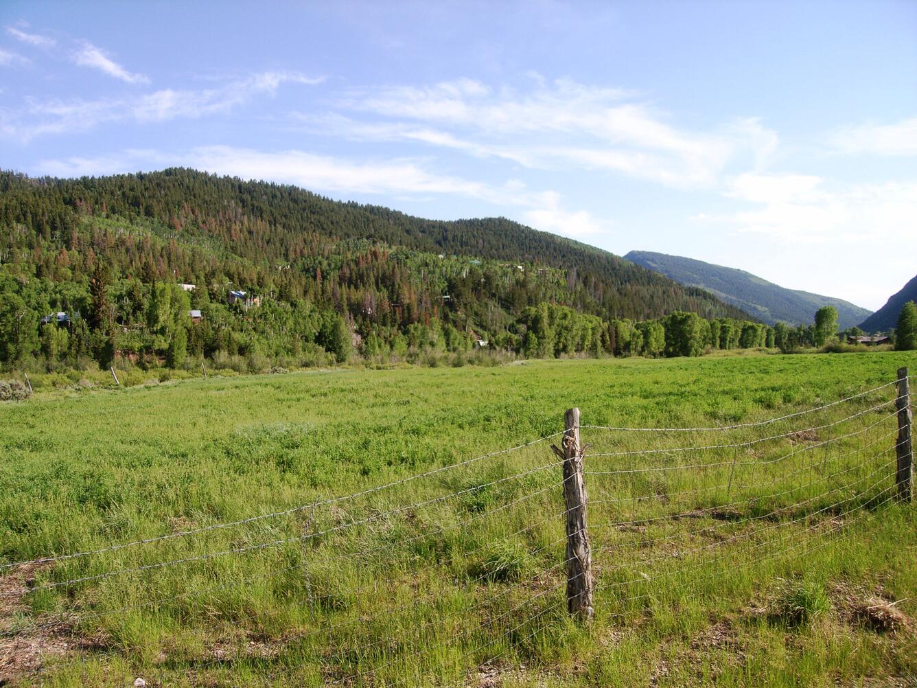 Image of forest with Pine Beetle damage