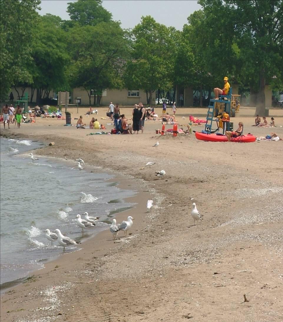 Summer day with Seagulls and people on Beach