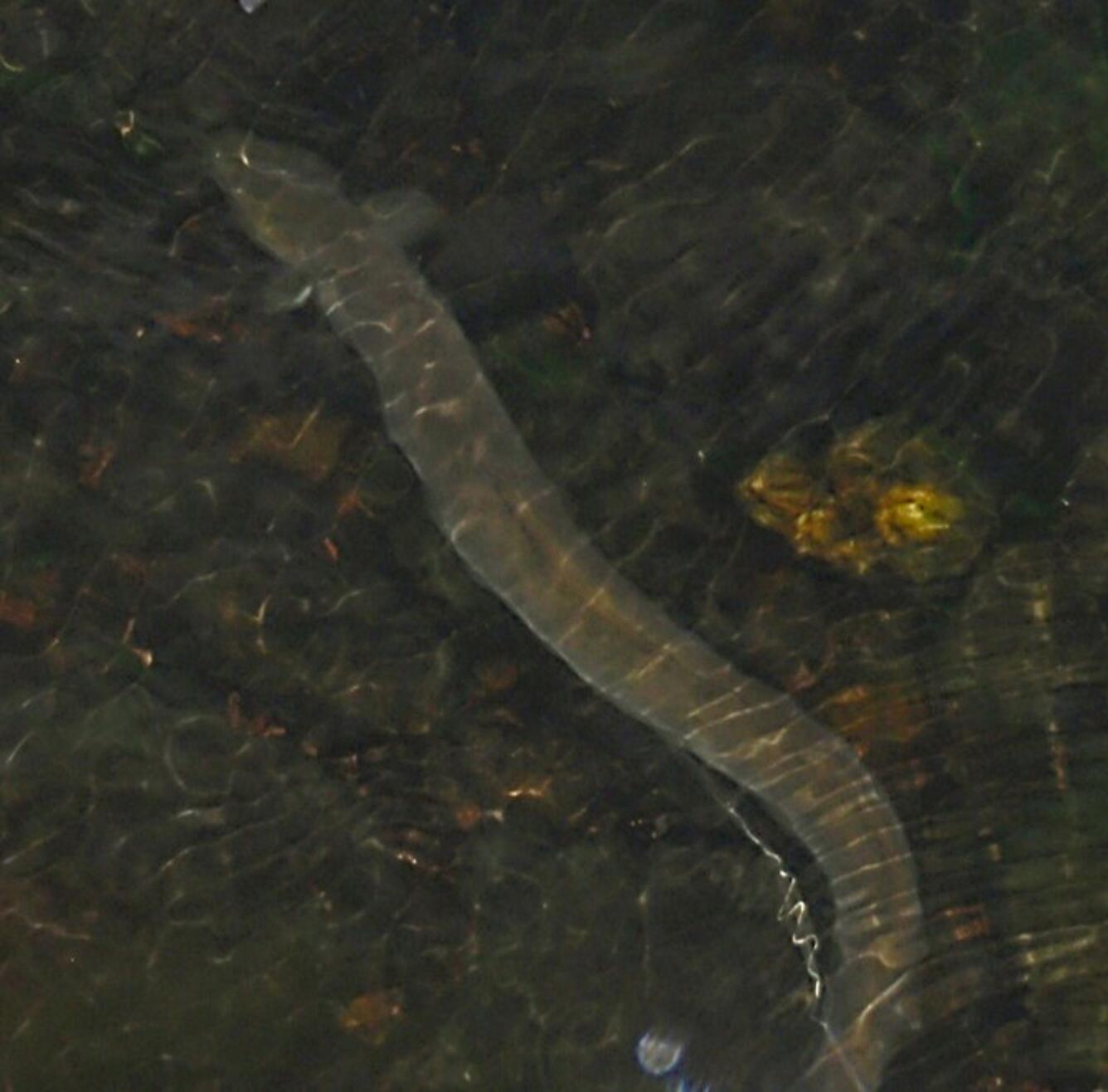 Adult silver phase American Eel