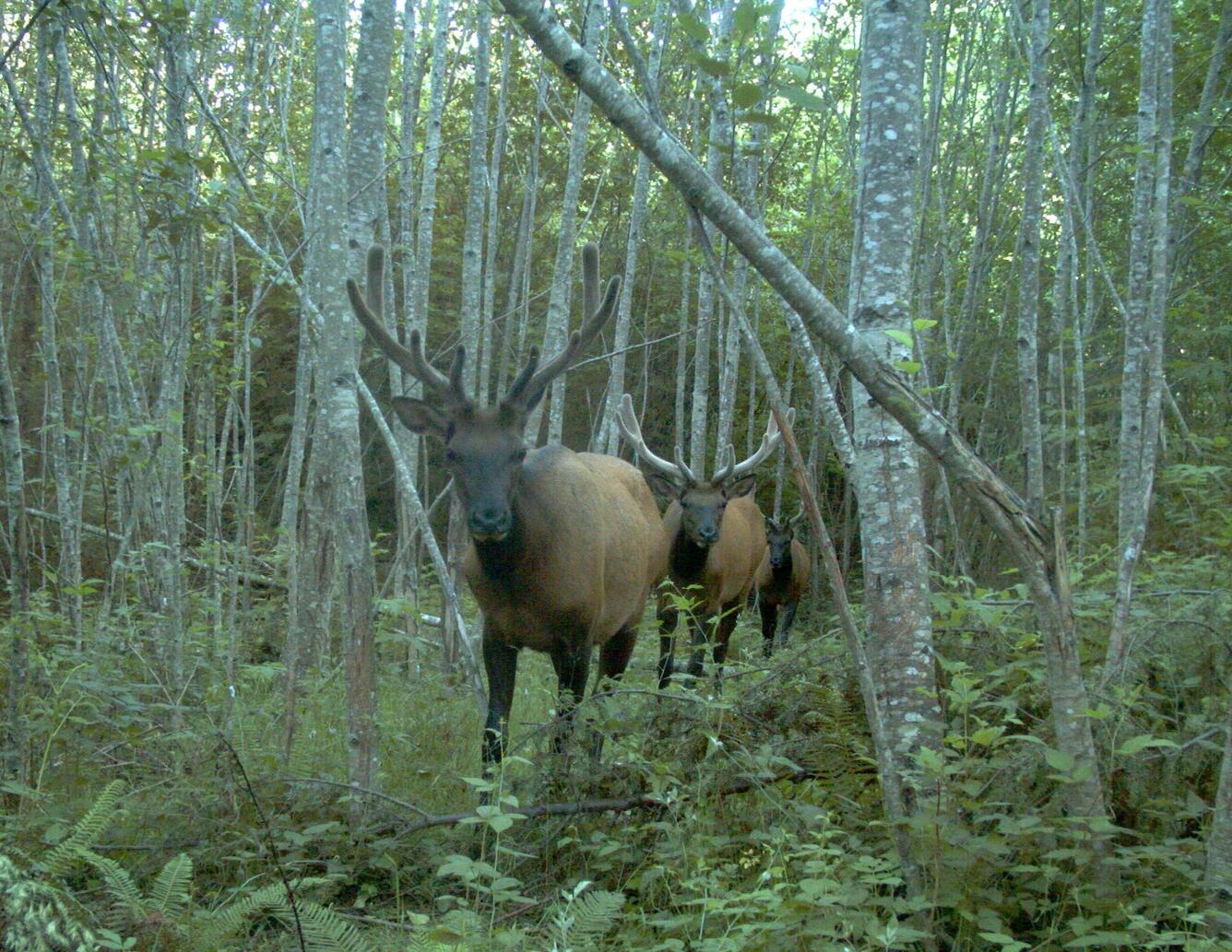 Elk