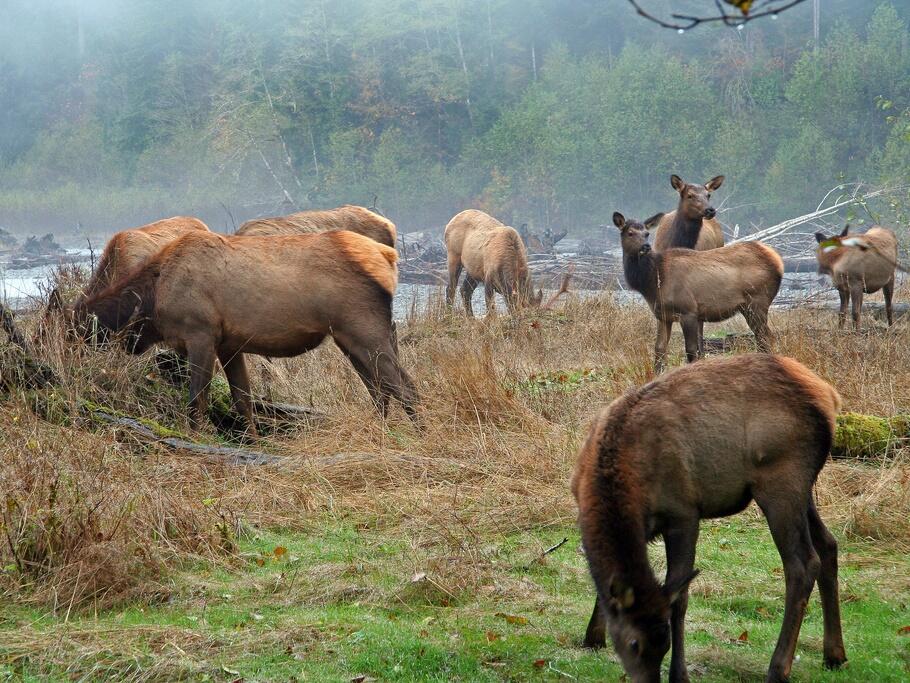 Elk in the Hoh Rain Forest in Olympic National Park