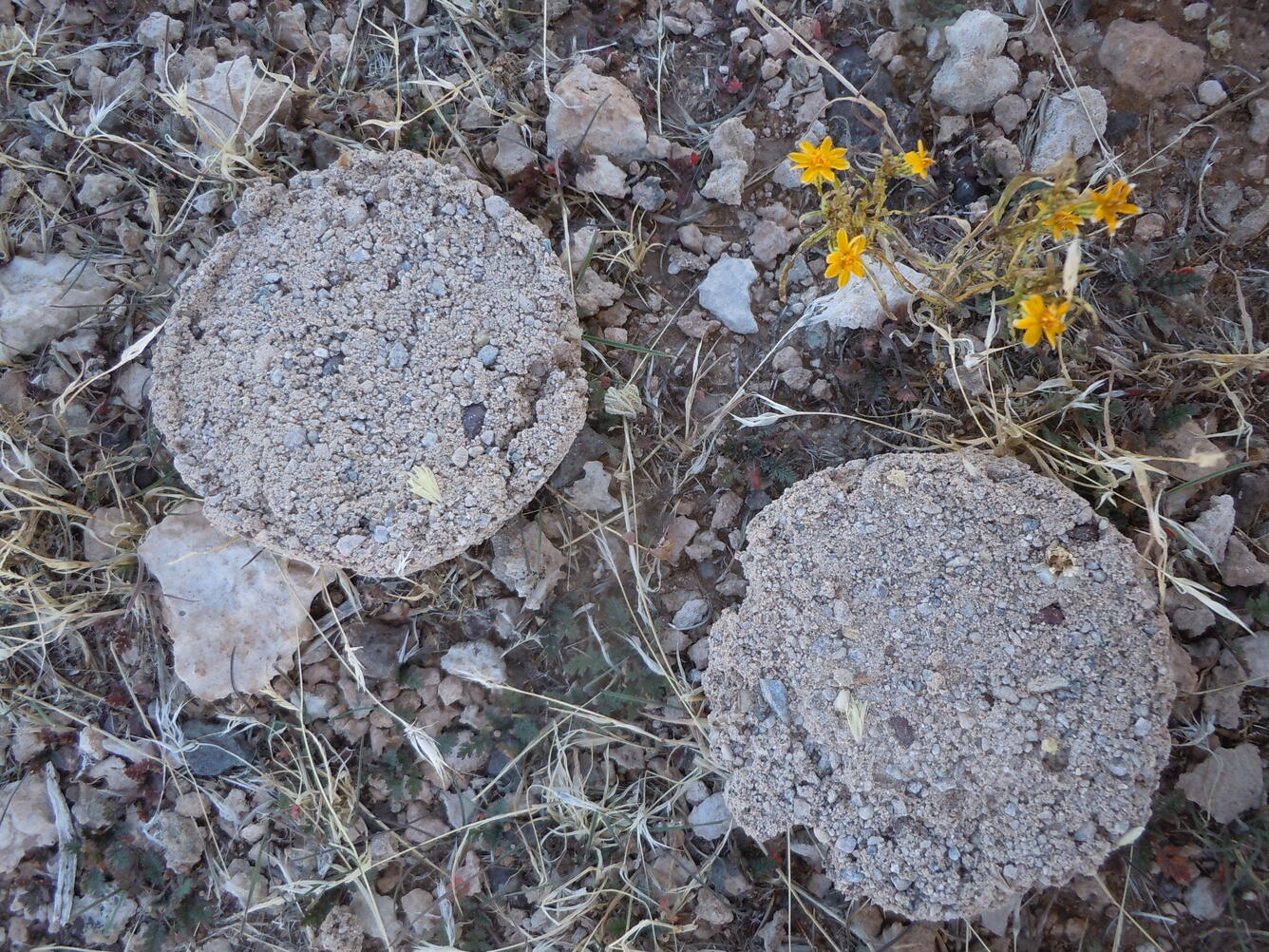 Seeds of shrubs and perennial grasses encapsulated in soil wafers