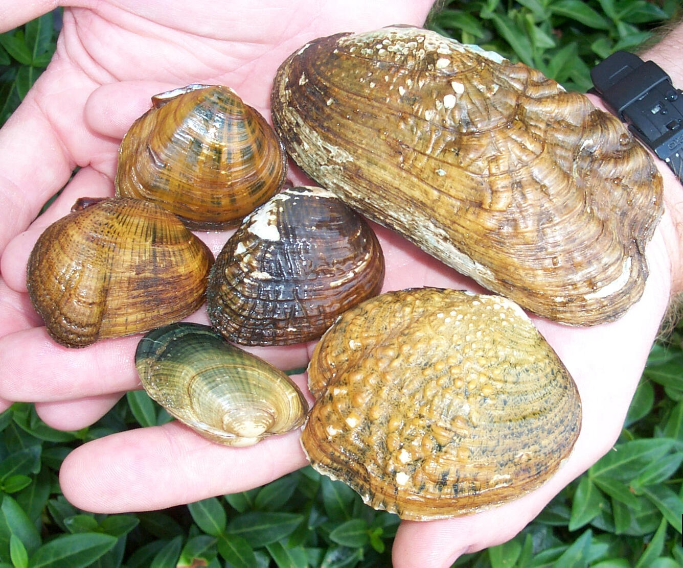 Six freshwater mussels of varying shapes and colors sit in a person’s cupped hands. 