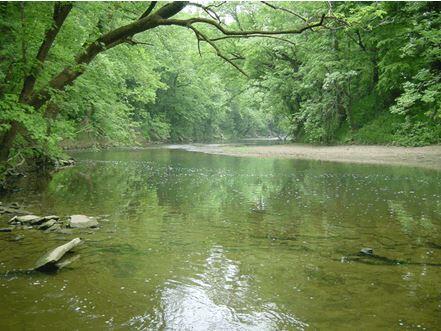 Stream in Tennessee forrest 