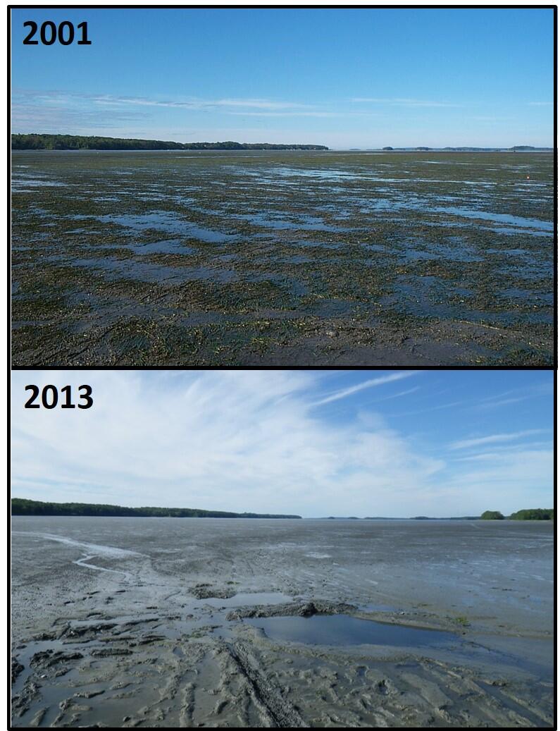 Before (top) and after (bottom) green crab population explosion