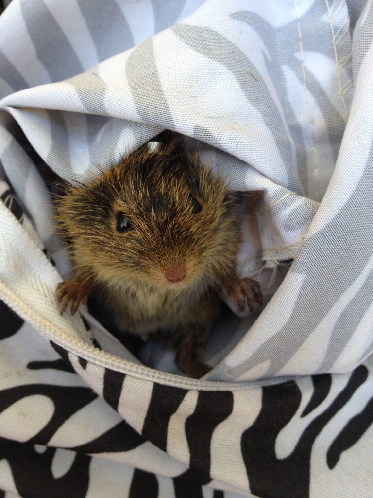 Juvenile hispid cotton rats in the Florida Everglades