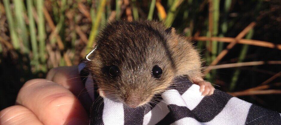 Juvenile marsh rice rat in Florida Everglades