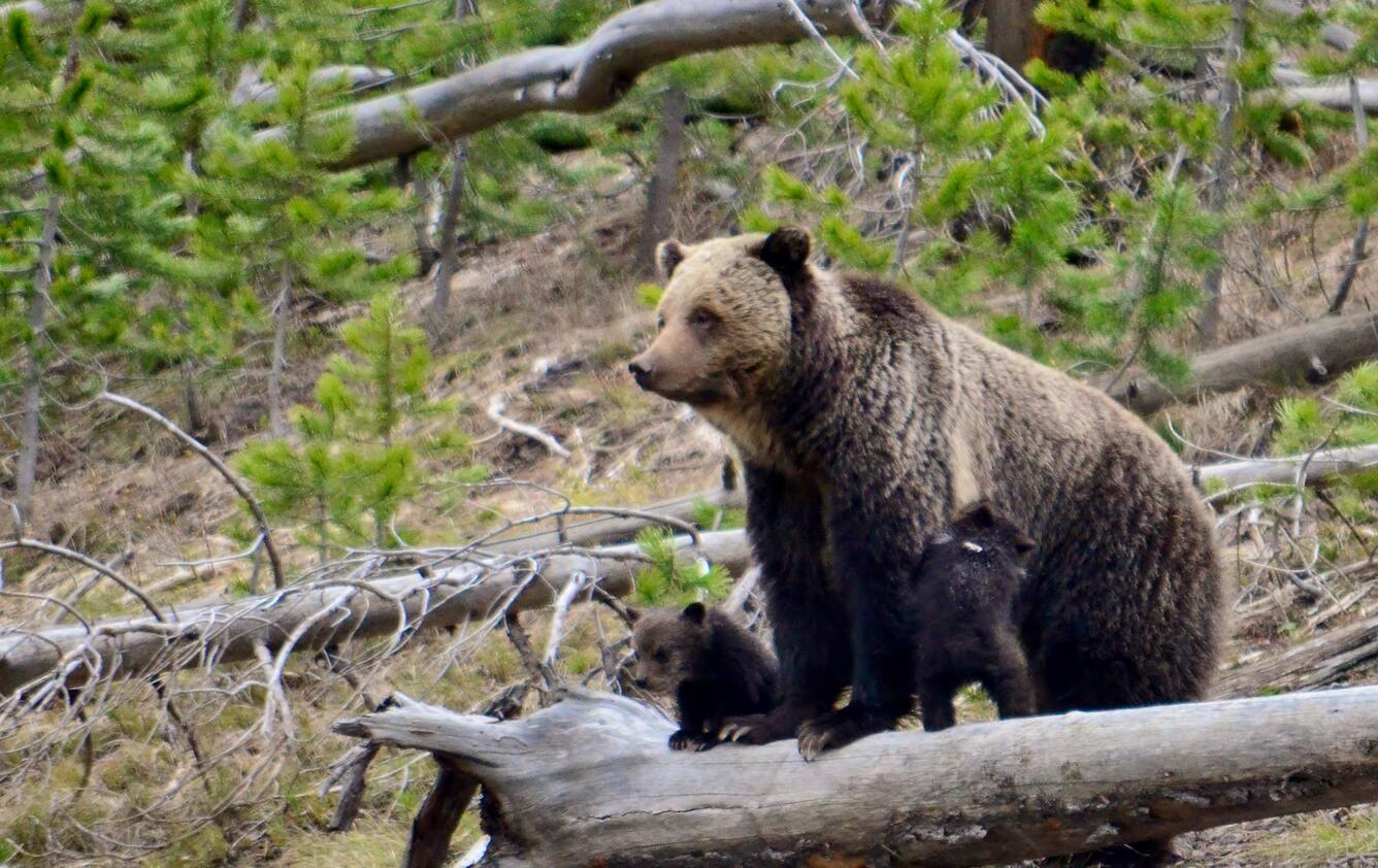 A mother grizzly bear and her cub in Yellowstone National Park.