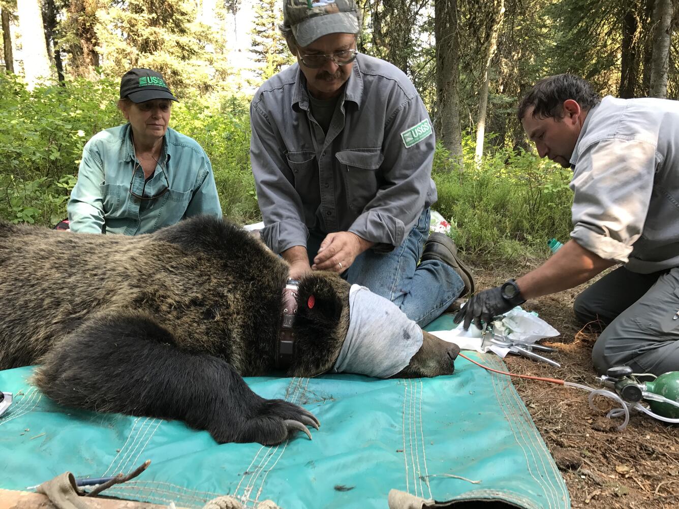 Scientists fit a grizzly bear with a radio collar