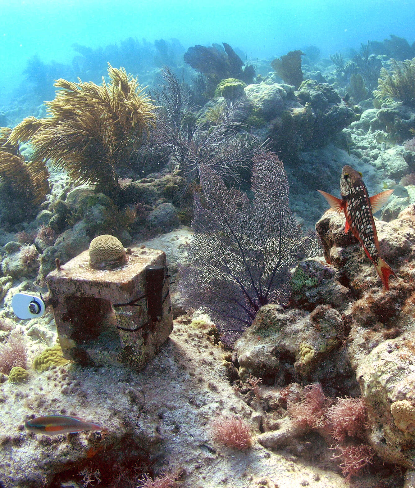 Photo of a small concrete block; a disk attached to the top holds a small growing coral.