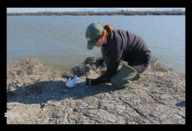 WERC Forster's Tern decoy set-up video thumbnail