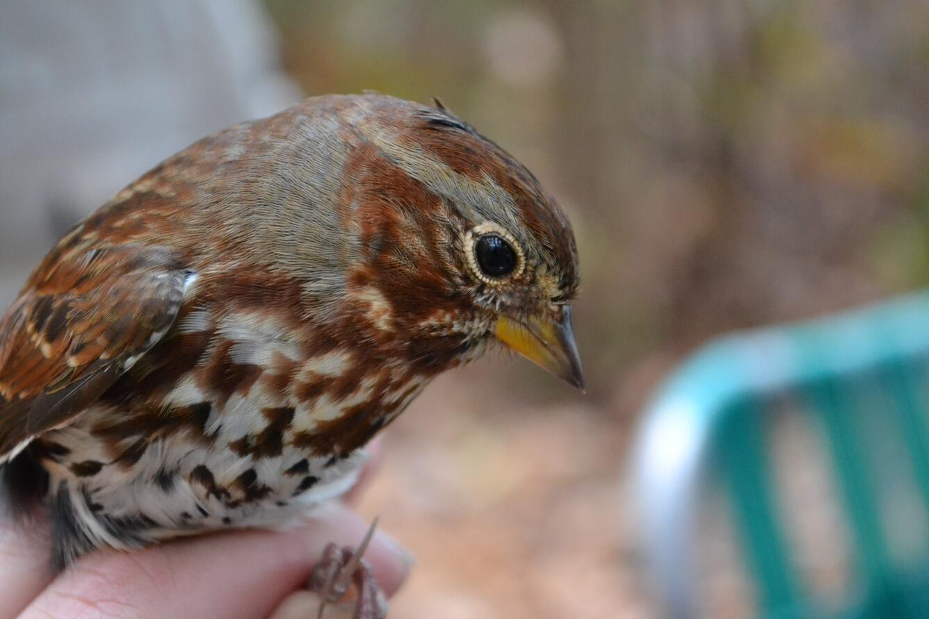Fox sparrow in photographers grip