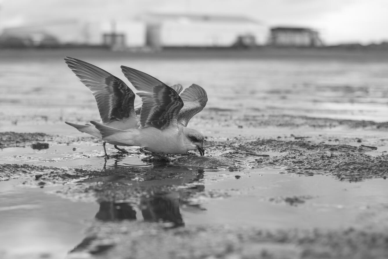 Two birds feeding on a beach