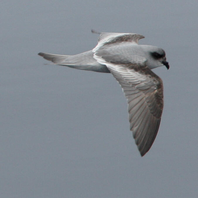 Fork-tailed Storm-Petrel flying close to the water