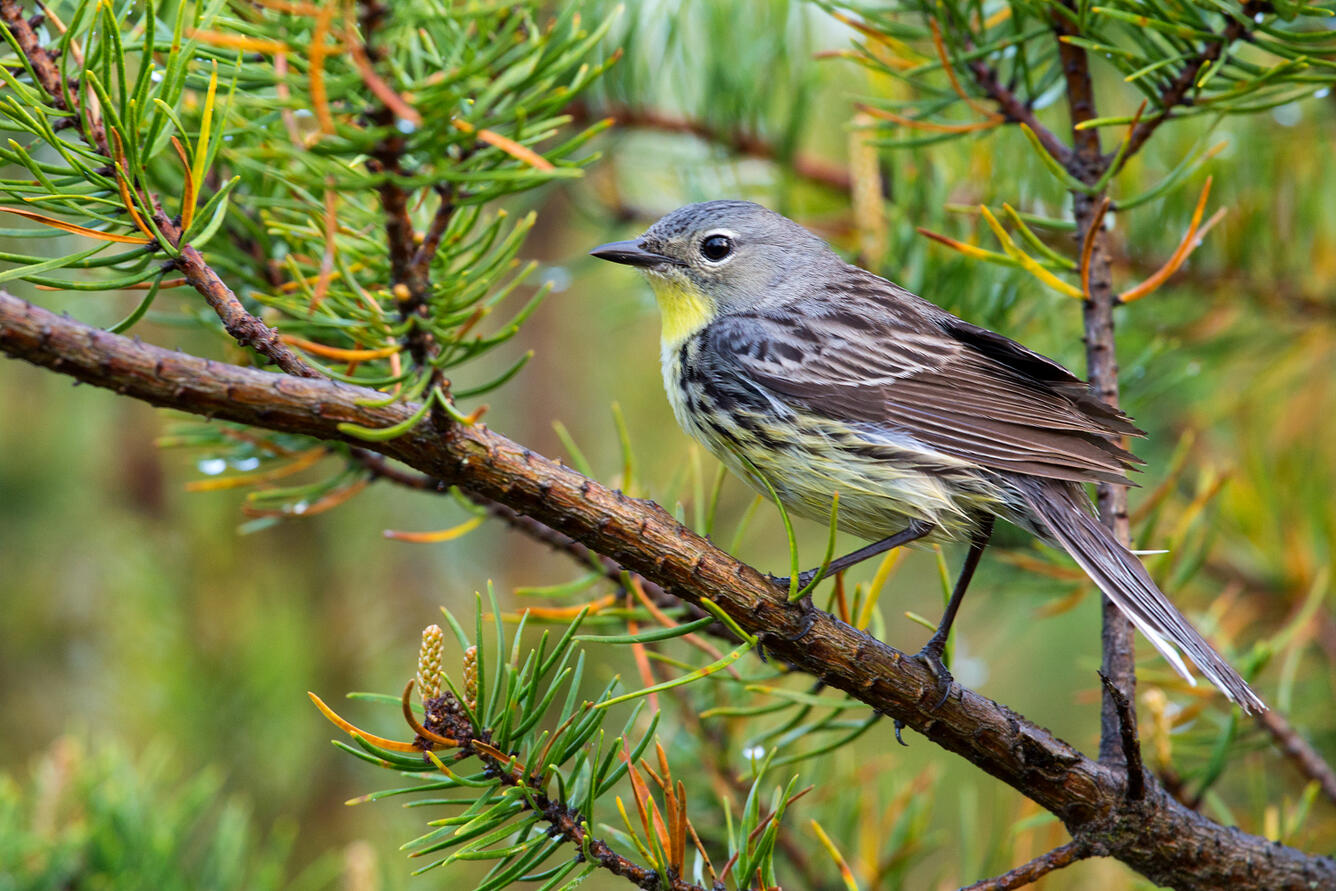 Female Kirtlands Warbler perched on a tree branch