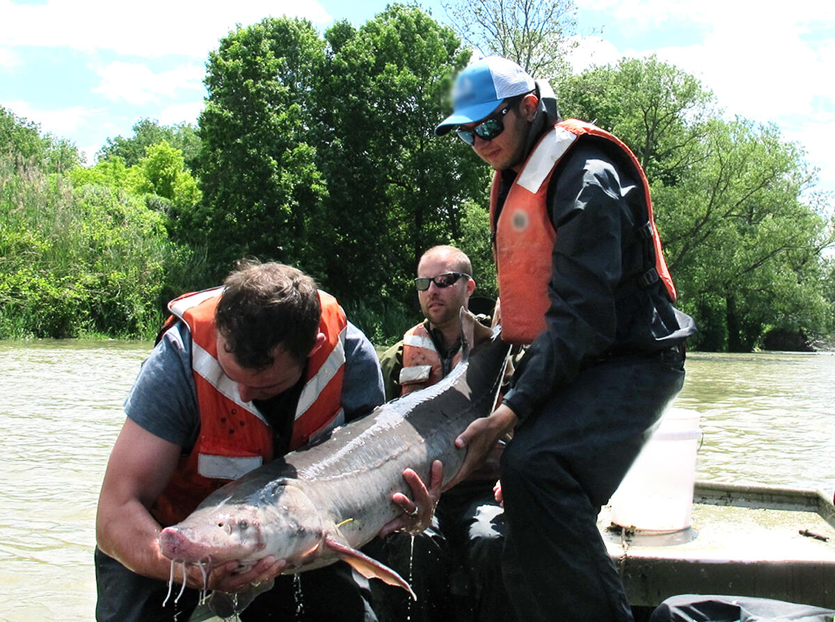 Releasing a Lake Sturgeon