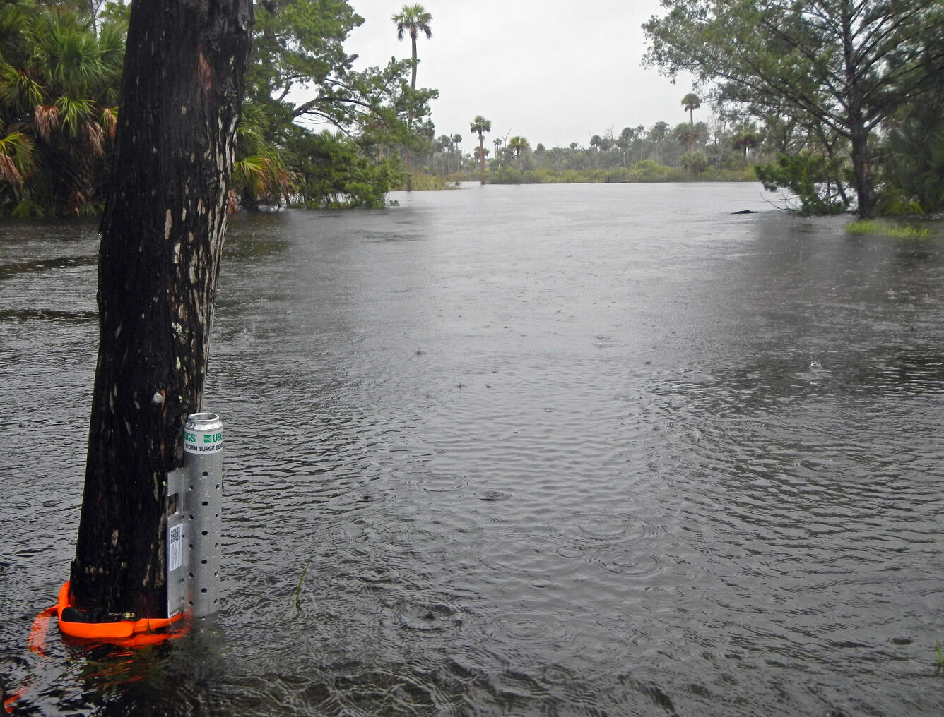 This storm-tide sensor was attached to a tree on the Fenholloway River in Florida ahead of Hurricane Hermine’s arrival. 