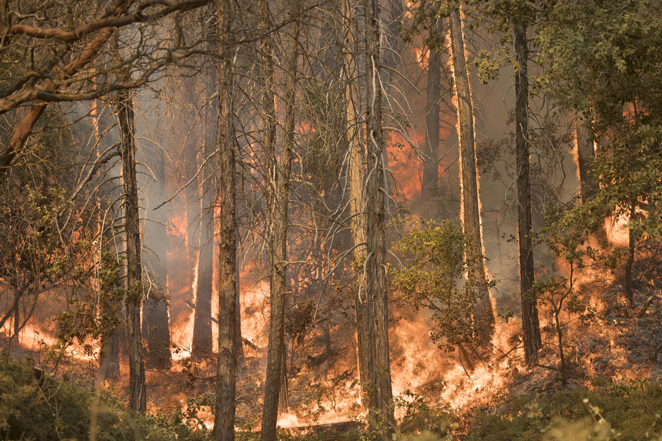 A wildfire burns through a dense thicket of scraggly pine trees.