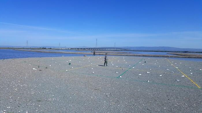 WERC field crew setting up decoy birds for social attraction
