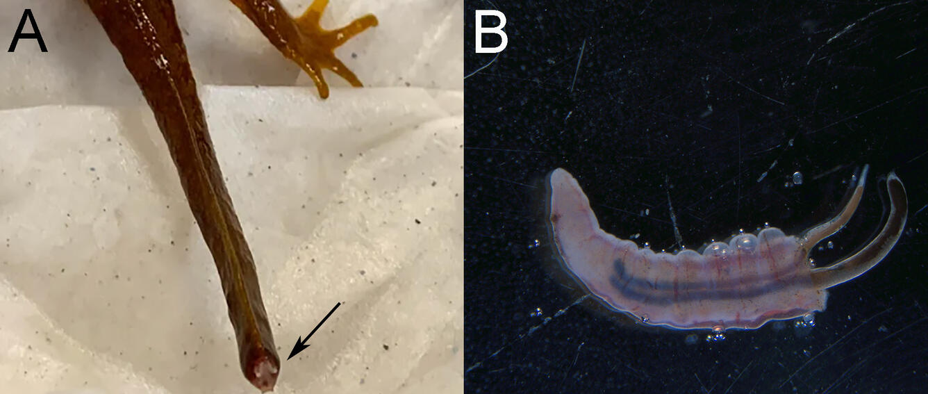 On left photo of California newt with bone exposed at end of tail. On right photo of parasite.