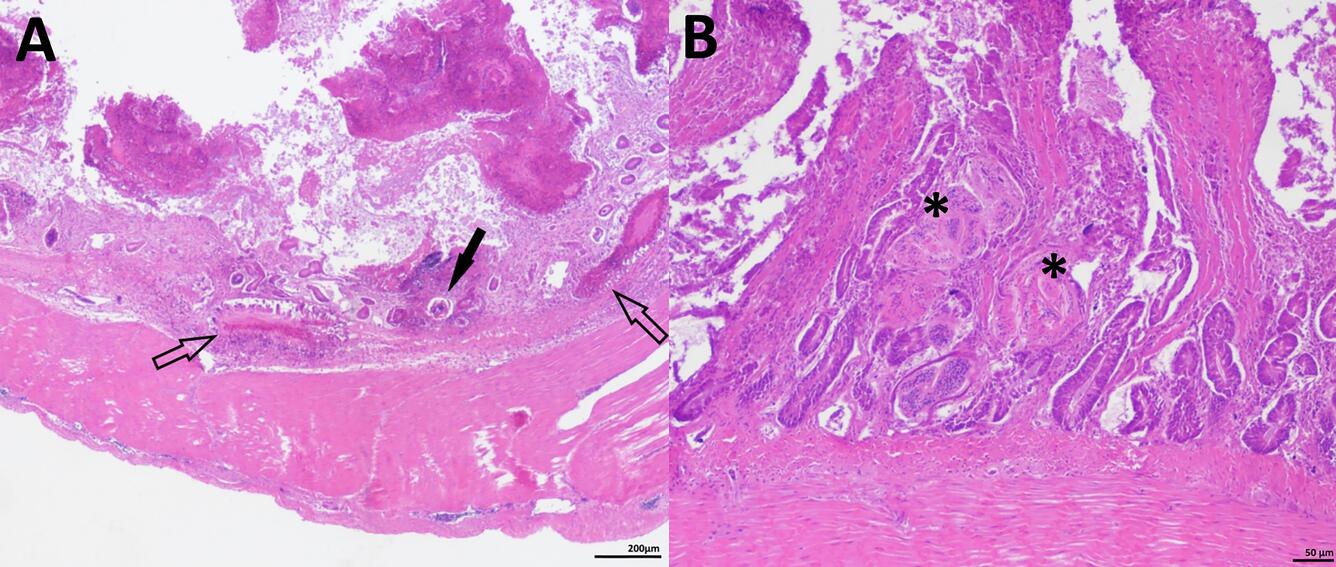 Photographs from mallard ducks showing trematodes in tissue.