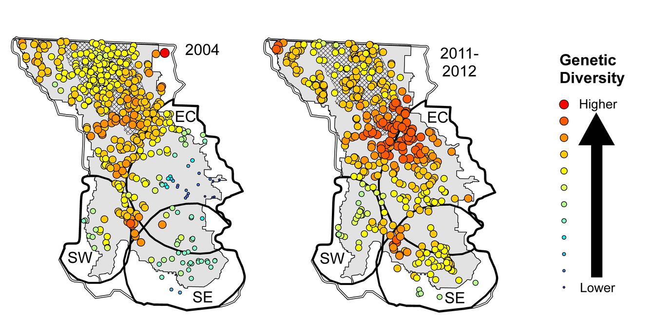 Changes in grizzly bear genetic diversity between 2004 and 2012.