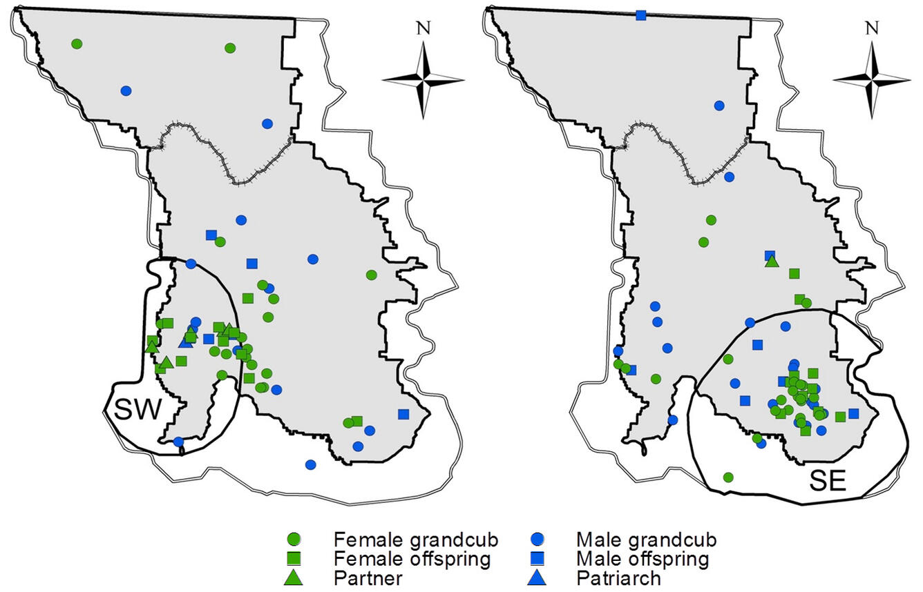 Distribution of two families descended from two highly successful bears. 