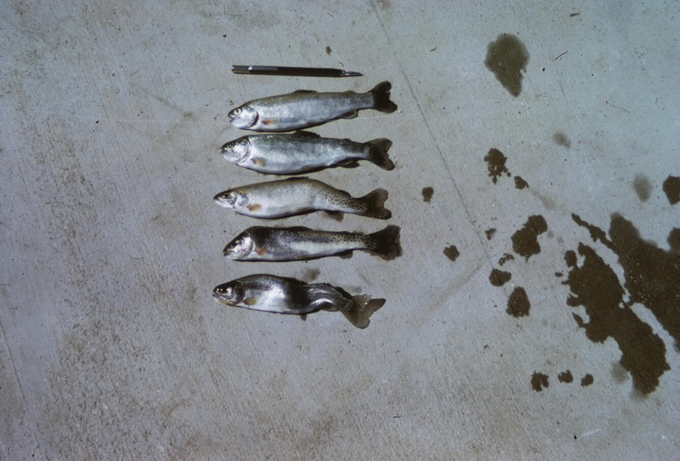 Myxobolus (Myxosoma) cerebralis